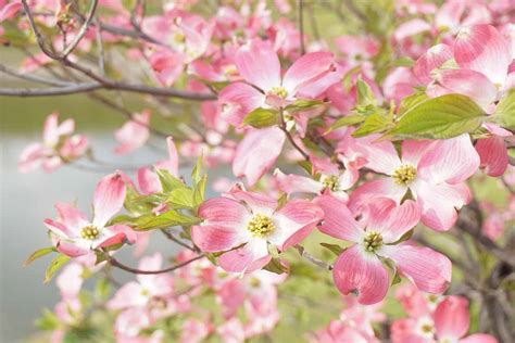 23 of the Best Dogwood Varieties for Your Landscape