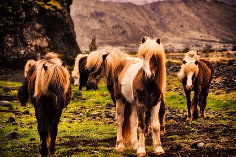 Wildlife in Iceland - IcelandGoTours