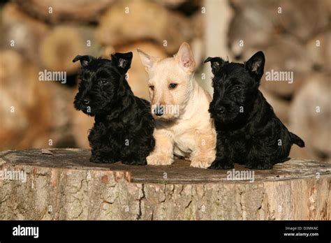 Scottish terrier puppies hi-res stock photography and images - Alamy