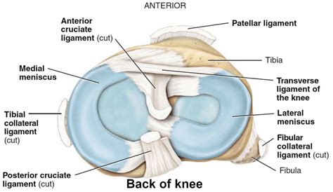 Meniscus tear knee symptoms, signs, diagnosis, treatment and recovery