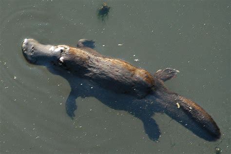 What Do Platypus Eat? - What Do Animals Eat - Ecology Center