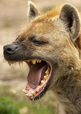 Hyena Facts - Animal Facts Encyclopedia