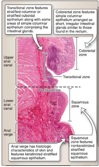 Pectinate Line Histology