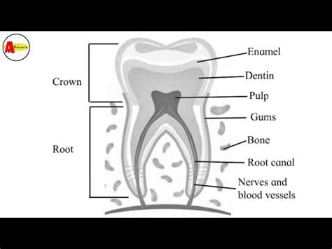 How to draw tooth anatomy diagram | Class 11th diagram of tooth anatomy ...