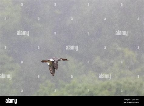 A beautiful common merganser flying with open wings and background of a forest under dense fog ...