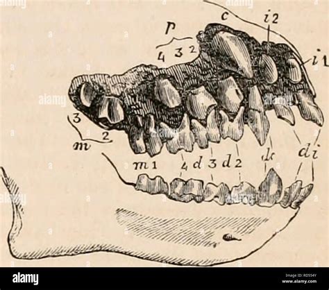 Chimpanzee Anatomy High Resolution Stock Photography and Images - Alamy