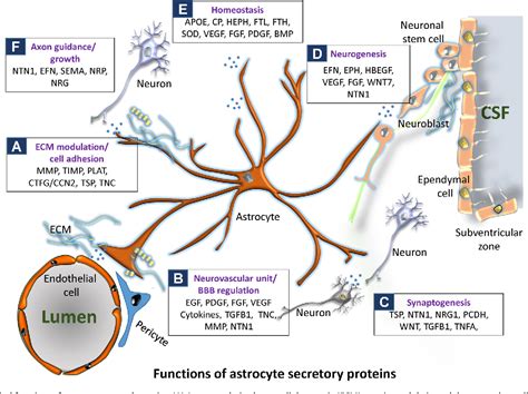 Functional dissection of astrocyte-secreted proteins: Implications in brain health and diseases ...