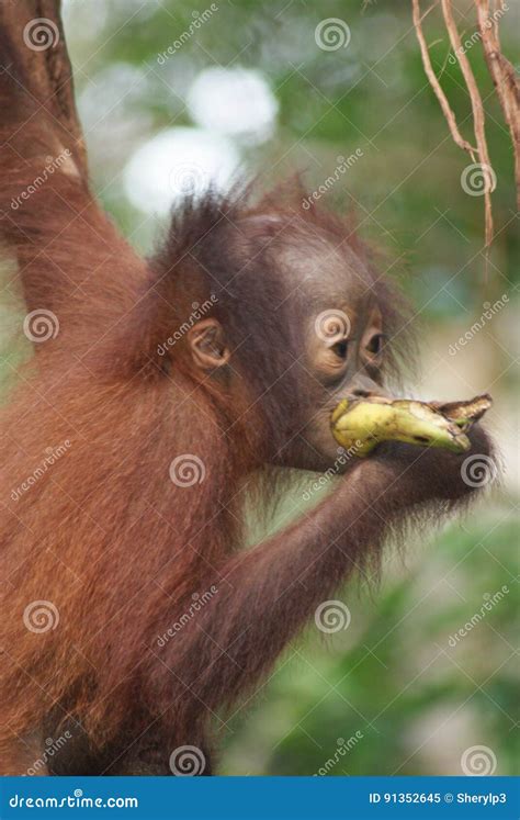 Young Orangutans Eating a Banana Stock Image - Image of kalimantan, eating: 91352645