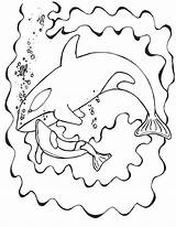 Easy Orca Killer Whale Coloring Pages Abc Worksheet sketch template