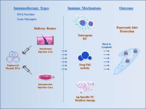 DNA Immunotherapies for Type 1 Diabetes | IntechOpen