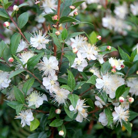 common myrtle / Myrtus communis - RHS | Garden shrubs, Evergreen shrubs ...