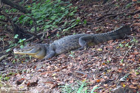 Panama Wildlife: A Glimpse at Great Biodiversity – Birding Tours with Whitehawk