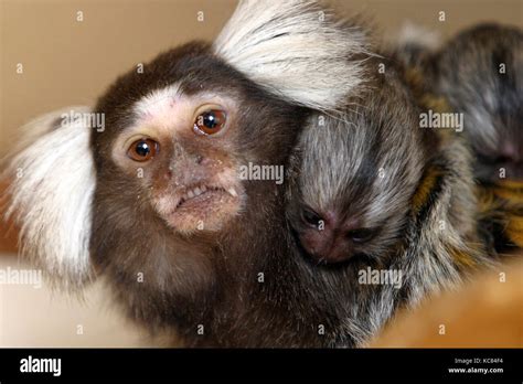 Common marmoset with babies clinging to mother's fur. New World monkey ...