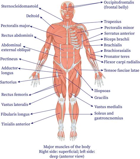 Musculoskeletal System | bartleby