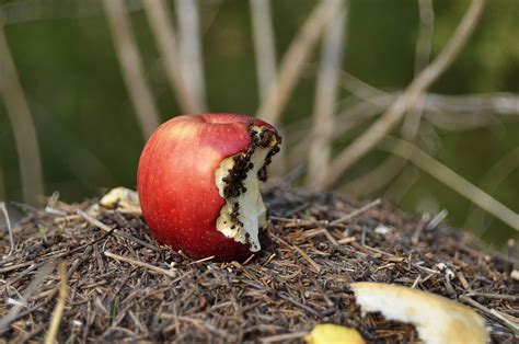 Anthill Apple Ants - Free photo on Pixabay - Pixabay