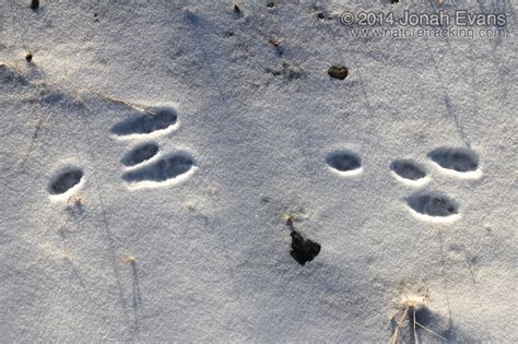 Identifying Animal Tracks in Snow – 5 Common Backyard Species – NatureTracking