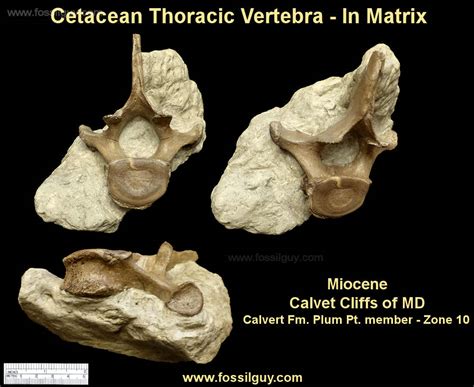 Fossil Vertebrate Identification for Calvert Cliffs of Maryland: Fossilguy.com