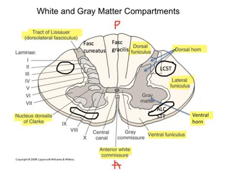 Lateral Commissure