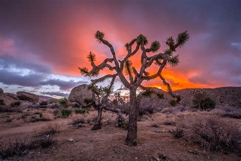 Joshua Tree at Sunrise | A Joshua tree at sunrise following … | Flickr