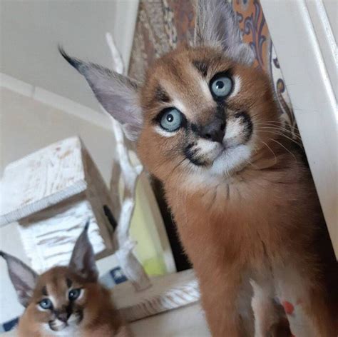 serval and caracal kittens for sale in Allenby Gardens for $ 3,500.00