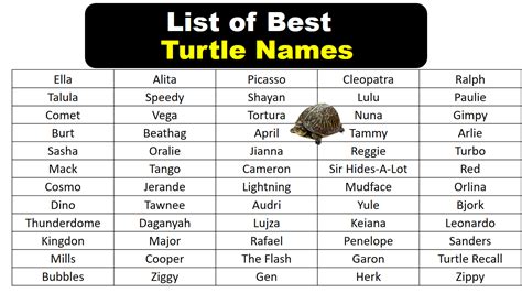 Best Turtle Names in English - Vocabulary Point