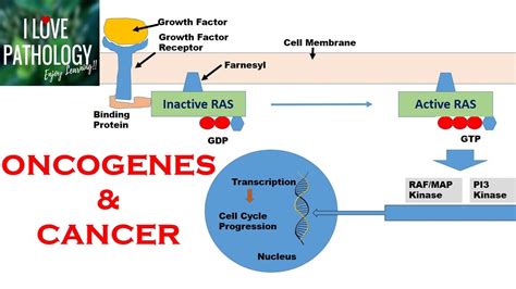 HALLMARKS OF CANCER 1: Protooncogenes, Oncogenes & Oncoproteins - YouTube