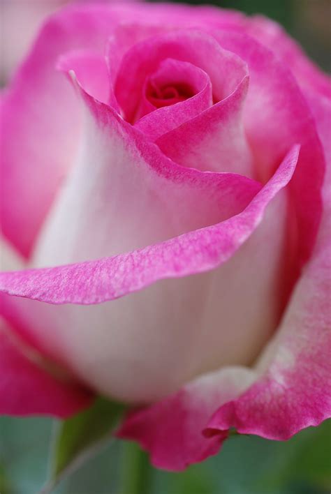 Nifty Pics - Timeline Photos | Pink flowers, Beautiful rose flowers, Beautiful roses