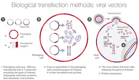 Overview of Transfection Methods | Thermo Fisher Scientific - UK