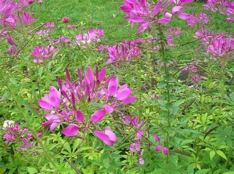 Cleome - Alchetron, The Free Social Encyclopedia