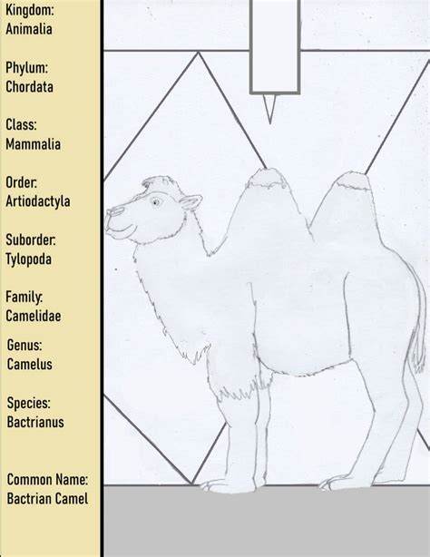 Species - Bactrianus - Bactrian Camel by goodtimesroll44 on DeviantArt