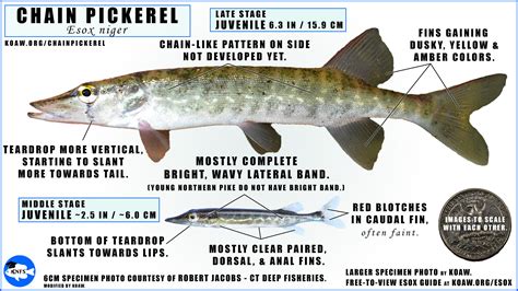 ChainPickerel — Koaw Nature