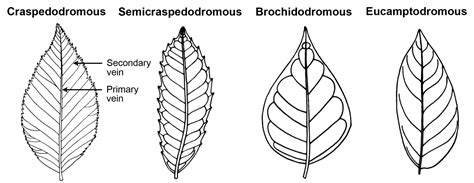 Angiosperm leaf architecture - Digital Atlas of Ancient Life