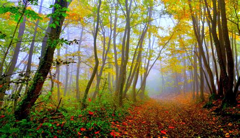 Most Beautiful Forest Wallpapers - 4k, HD Most Beautiful Forest ...