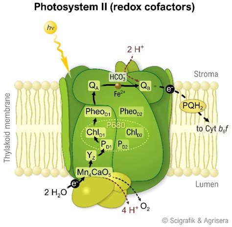 Oxygen | Free Full-Text | Photosynthetic Production of Molecular Oxygen by Water Oxidation