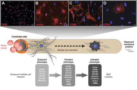 Figure 1 from Space of Disse: a stem cell niche in the liver | Semantic Scholar