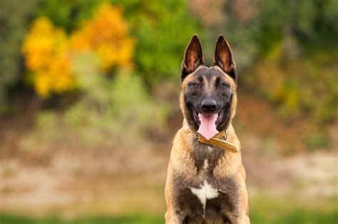 How Much Does A Belgian Malinois Cost? The Ultimate Price Guide | Perfect Dog Breeds