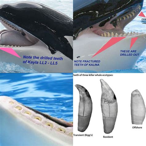 Killer Whale Teeth Size