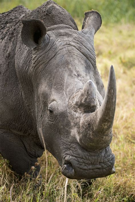 White Rhino Pictures | Download Free Images on Unsplash