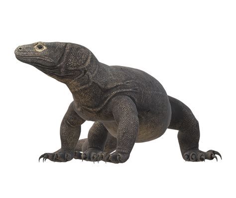 Komodo Dragon isolated on a Transparent Background 24064360 PNG