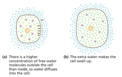 Osmosis — Biology Notes