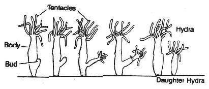 Explain budding in hydra with the of labelled diagrams.