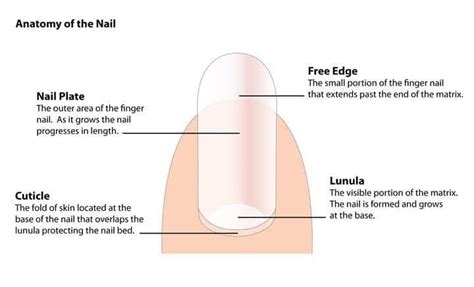 What Are Cuticles: Formation And Function of Nail Cuticles