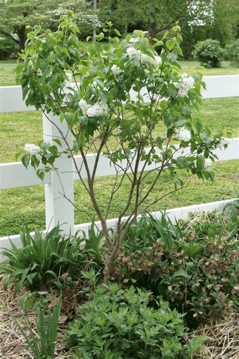 White Lilac - Adding to Garden Enjoyment - Tending My Garden