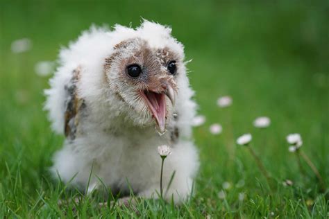 Barn Owl - A-Z Animals