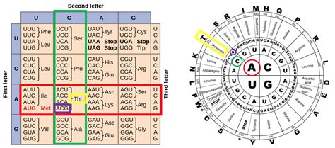 Dna Rna Codon Chart