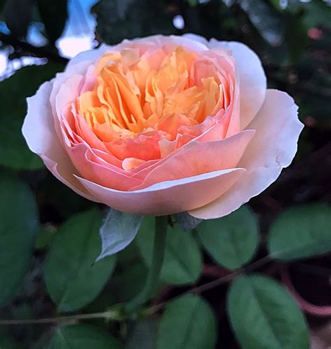 'Juliet ' Rose Photo