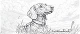Weiner Dog Coloring Page –12 Free Printable Designs For Fun sketch template