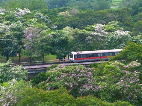 Cara Merawat Pohon Tabebuya “Bunga Sakura Lokal” Nan Menawan - Toko Tanaman