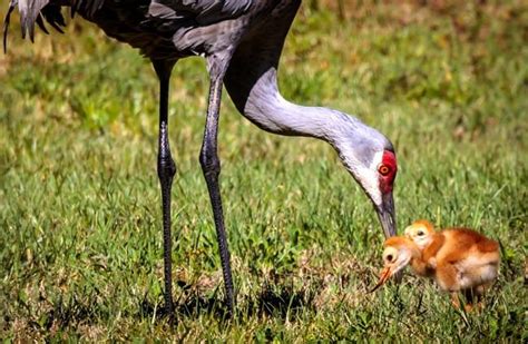 Sandhill Crane - Description, Habitat, Image, Diet, and Interesting Facts