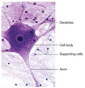 Human physiology: Nervous Tissue